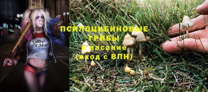 Галлюциногенные грибы Psilocybine cubensis  Волгоград 